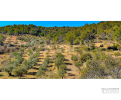 Grives en Catalogne / Espagne - 2