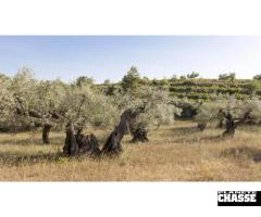Grives en Catalogne / Espagne - 3