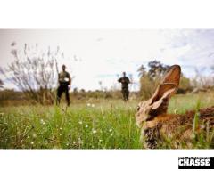Lapins devant soi ou avec furêts en Catalogne-nord / Espagne.