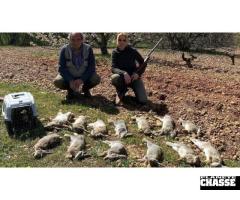 Lapins devant soi ou avec furêts en Catalogne-nord / Espagne. - 3