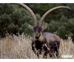 Approche à l´Ibex de Béceite en Catalogne / Espagne.