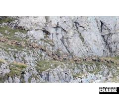 Approche à l´Ibex de Béceite en Catalogne / Espagne. - 2