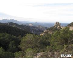 Approche à l´Ibex de Béceite en Catalogne / Espagne. - 3