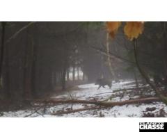 Chasses en battue en République tchèque avec St. Hubertus Hunting Tours.