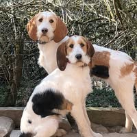 Thierry Vieillevigne